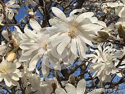 Star Magnolia Tree Blossoms and Blue Sky Stock Photo