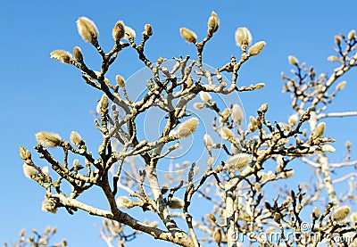 Star Magnolia Stock Photo