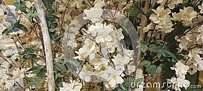 Star magnolia white flower background image Stock Photo