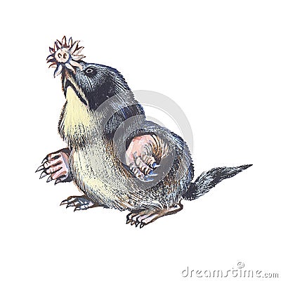 Star-nosed mole Stock Photo