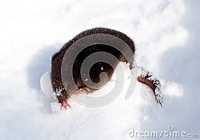 Star-nosed mole came out to explore fresh snow Stock Photo