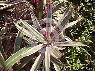 star plant Stock Photo