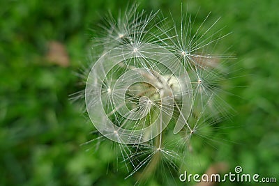 Star plant in a green field Stock Photo