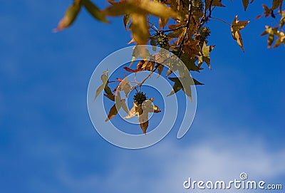 Canopy of American sweetgum Liquidambar styraciflua leaves in autumn against a blue sky Stock Photo