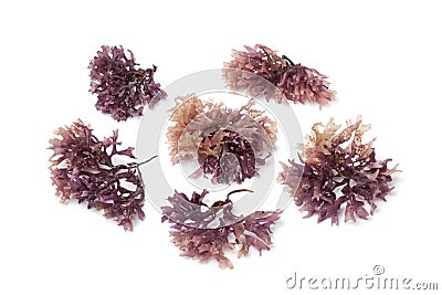 Star shaped moss seaweed Stock Photo