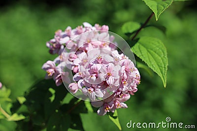 Star shaped, pink flowers `Mont Rose Stock Photo
