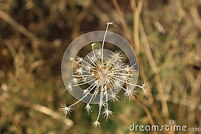 Star-shaped prairie plant seed Stock Photo
