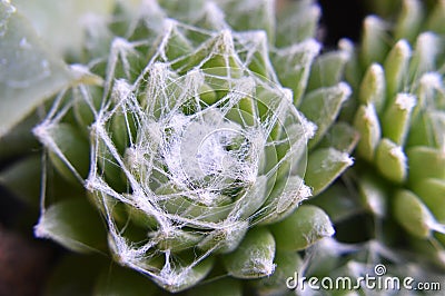 Star spiderweb cactus Sempervivum arachnoideum Stock Photo