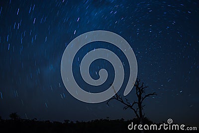 A Star trail of the African night sky, photographed in the Greater Kruger Stock Photo
