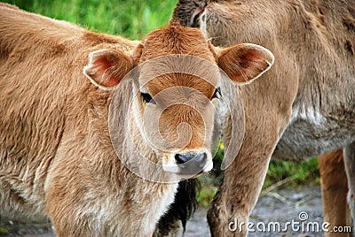 Stare looking young brown calf Stock Photo