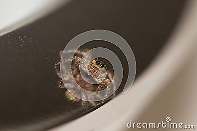 The stare of a spider Stock Photo