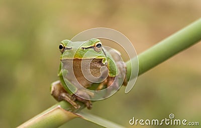 Stare of tree frog Stock Photo