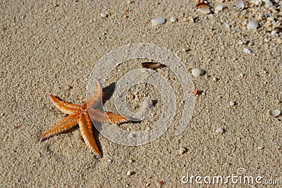 Starfish Stock Photo