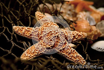 Starfish Stock Photo