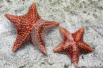 Starfish Stock Photo