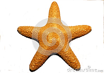 starfish Stock Photo