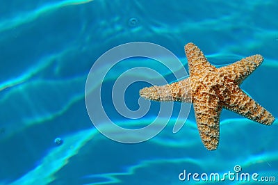 Starfish Stock Photo