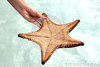 StarFish Stock Photo