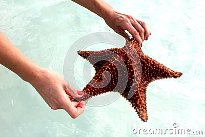 StarFish Stock Photo