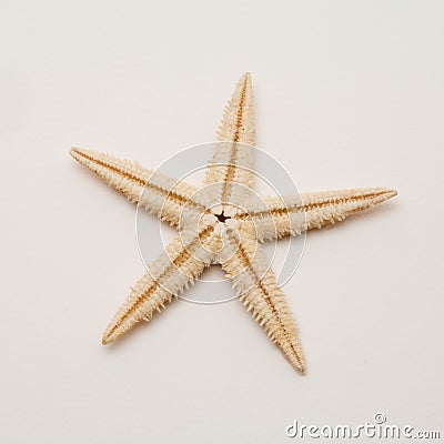 Starfish Stock Photo