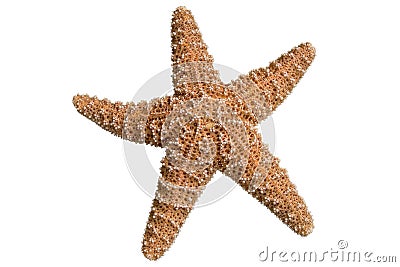 Starfish Stock Photo