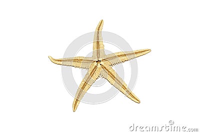 Starfish isolated on white background seastar star sea fish shell coral ocean marine creature seashell asterias dry rubens five Stock Photo