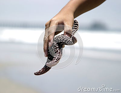 Starfish Stock Photo