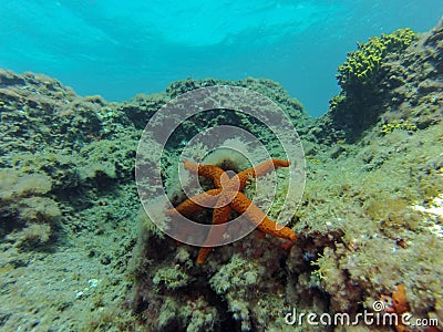 A starfish Asteroidea perched on the seabed on the shores of Gran Canaria Stock Photo