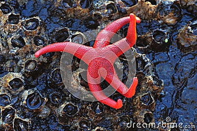 Starfish on barnacles Stock Photo