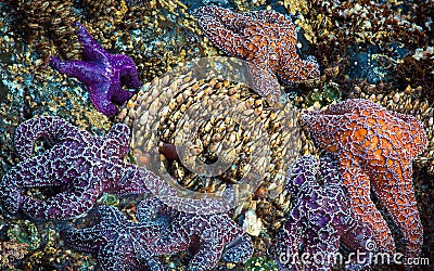 Starfish and Barnacles Stock Photo