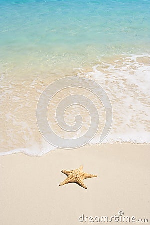 Starfish on The Beach Stock Photo