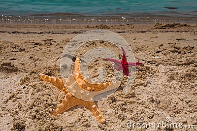 Starfish big and small on sand Stock Photo