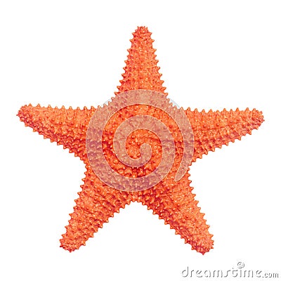 Starfish Stock Photo