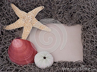 Starfish, shell, sea urchin on message board Stock Photo