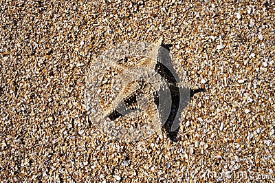 Starfish on Crushed Shells Stock Photo