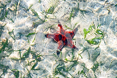 Red and Black Starfish Erakor Lagoon Vanuatu Stock Photo