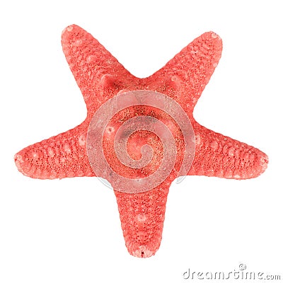 Starfish isolated Stock Photo
