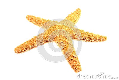 Starfish Isolated Stock Photo