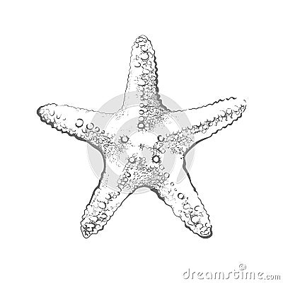 Starfish Stock Photo