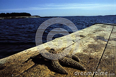 Starfish on Lobster Boat Rail Stock Photo