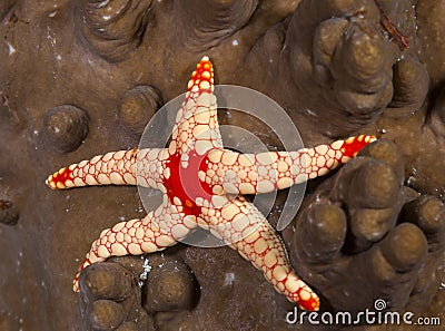 The starfish on the Maldives islands, everywhere it`s alive but here the colors are different Stock Photo