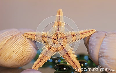 Starfish and marine oysters. Matte and warm colors. Stock Photo