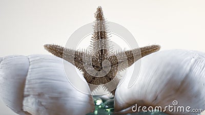 Starfish and marine oysters. Matte and warm colors. Stock Photo