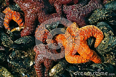 Starfish in Tidepool Stock Photo