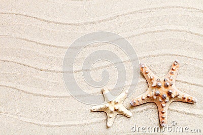 Starfish and palm leaves lying on the sea sand . There is a place for labels. Stock Photo