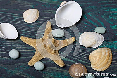 Starfish, pebbles and many different seashells. On brushed pine boards painted black and green Stock Photo
