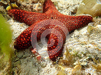 Starfish lying on the seaside Stock Photo
