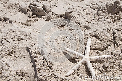 Starfish scallop shells beach shell sea sand summer vacation and holiday Stock Photo