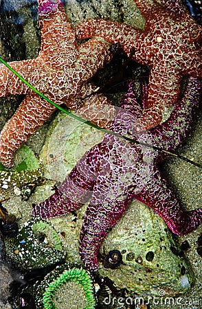 Starfish and Sea Anemones Stock Photo