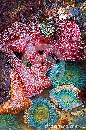 Starfish and Sea Anemones Stock Photo